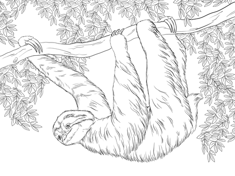 Three Toed Sloth Hanging On Tree Coloring Page